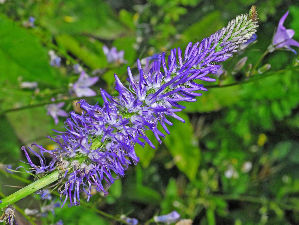 Una lunga spiga blu: Phyteuma betonicifolium